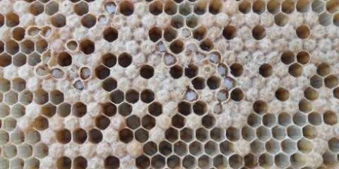 Askosferoza pčela: kako i šta liječiti